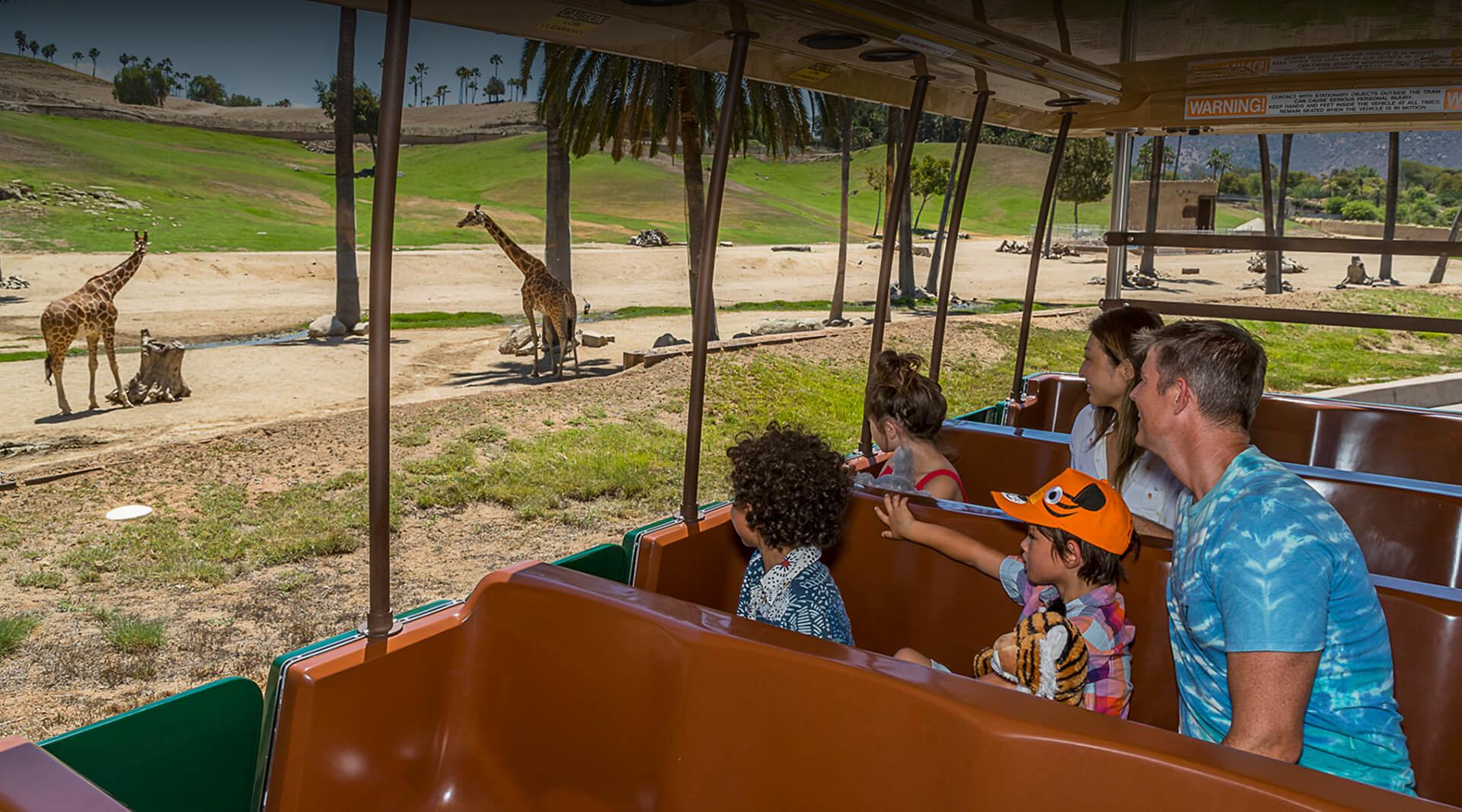 safari with tram ride